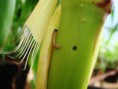 Pragas - Pragas do Colmo - Broca da cana-de-açúcar, Diatraea saccharalis  